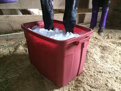 טיפול בקרח בסוסים