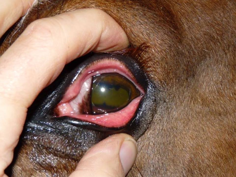 טיפול עיניים בסוסים